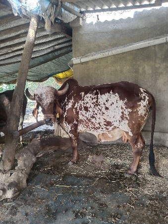 3. ગીર ગાય છે