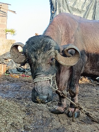 ભેંસ વેચવાની છે