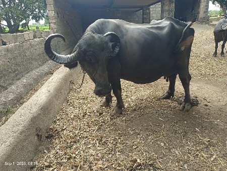 ભેંસ વેચવાની છે
