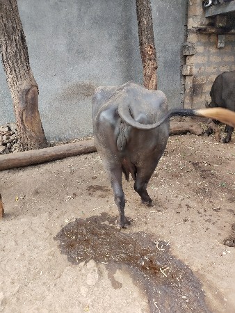 ભેંસ વેચવાની છે
