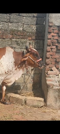 ગાય વેચવાની છે