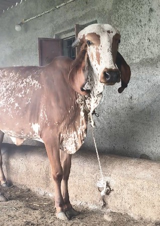 એક હોળકી 2 વર્ષ ની