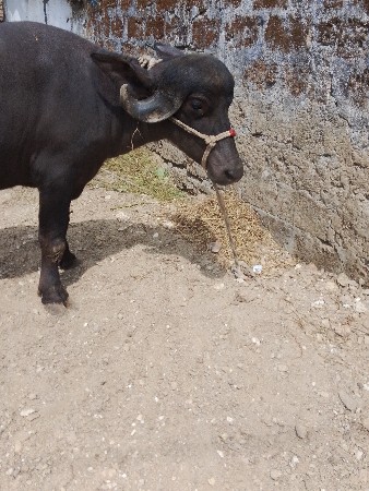 સીમાસી મેંદરડા જુનાગઢ