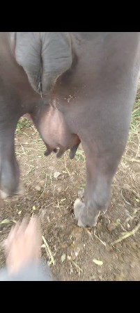 ભેંસ વેચવાની છે