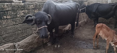 ભેંસ બીજું વેતર વિયાયેલ છે