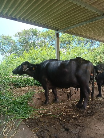 આ ભેંસ વેચવાની છે