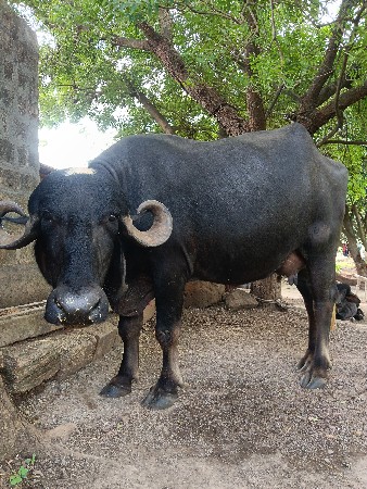 વેચવાની છે