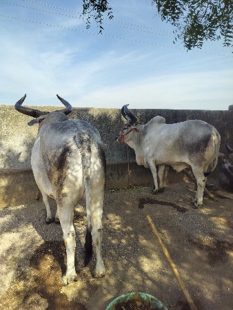 ox