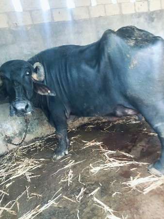 ભેંશ
mo. 9265560622