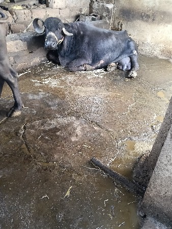 ભેસ