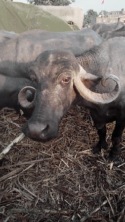 2 ભેસ વેચવાની