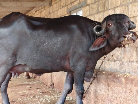 ભેશ