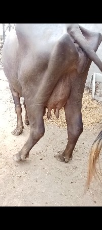 બે ભેંશ વેછવાની છે