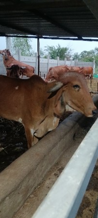 2 હોડકા વેચવાના છે