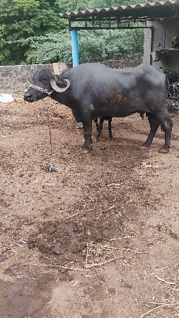 ભેંસ વેચવાની છે