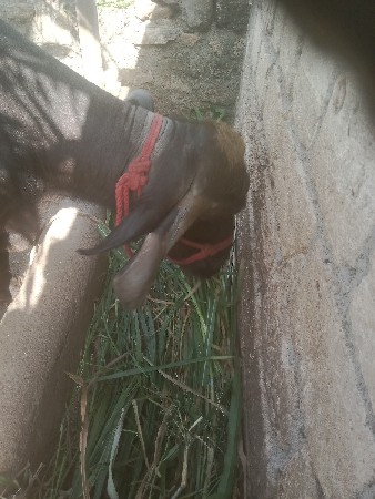 વેચવાની છે