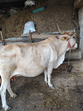 ગાય વેચવાની છે