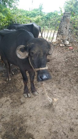 ખડેલા વેચવાનાશે
