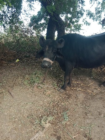 ભેંસ વેચવા ની છે ગાભની