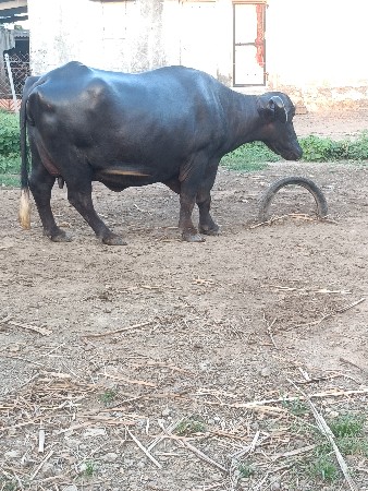 ભેસ વેચવાની છે