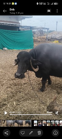 ભેંસ વેચવાની છે