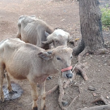 ભૂરા પાડા વેચવાના છે