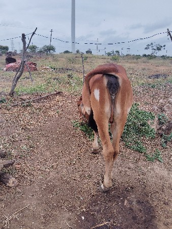 ગોરલિ  વાષડી