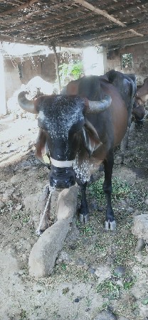 ગાય