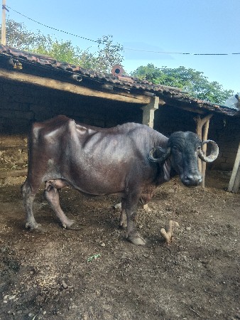 ભેંસ વેસવા ની છે