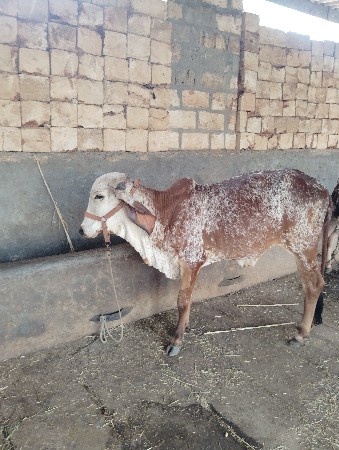 ગીર કાબરી વાંસળી વેશવાનિ છે