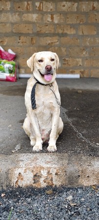 lebra dog