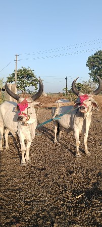 બળદ વેચવાના છે