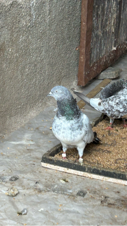 Nar for sale 🕊️