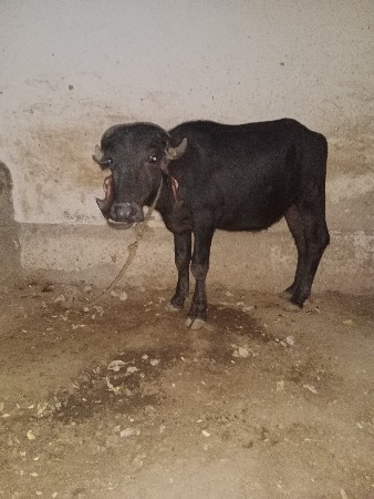 પાડી વેચવાની છે