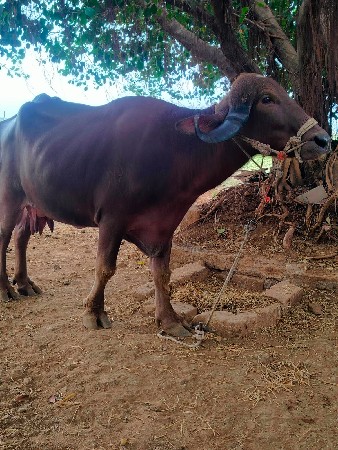 બીજું વેતર 10 દિવસ માં વ્યાસે