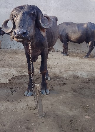 ખડાય