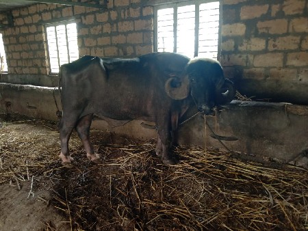 પાડો વેચવાના છે