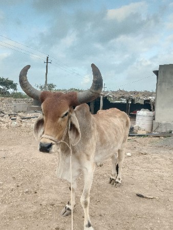 બળદ દેવાનો છે.