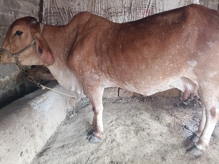 બે ગાયું ને એક વચડી