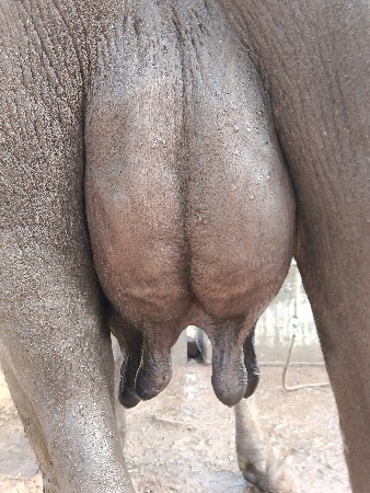 ભેંસ વેચવાની છે