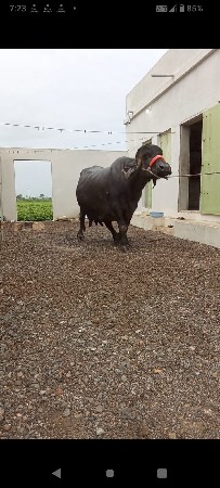 ભેંશ વેચવાની છે.