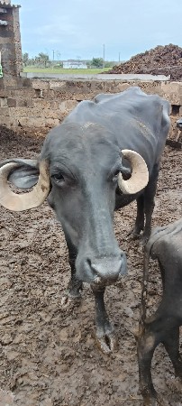ખડેલા