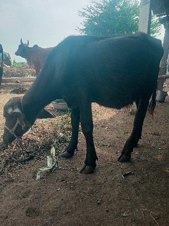 ભેંસ વેચવાની છે