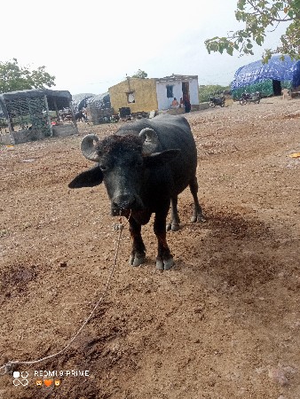 પાડો વેસવાનો સે 2વાળાનો સે