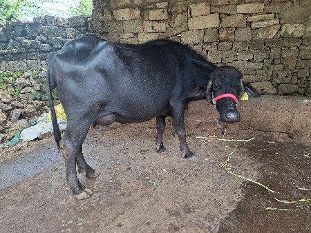 ભેસ વેચવાની છે