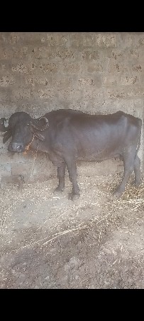 ભેંસ વેચવાની છે