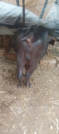 વેચવા ની છે