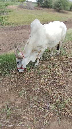 ચાર વાવણી નો છે