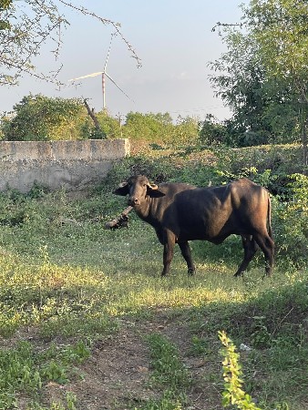 કોય ની ભેંસ ખોવાણી હોય તો