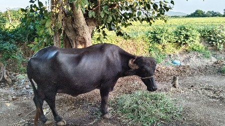 ભેંશ